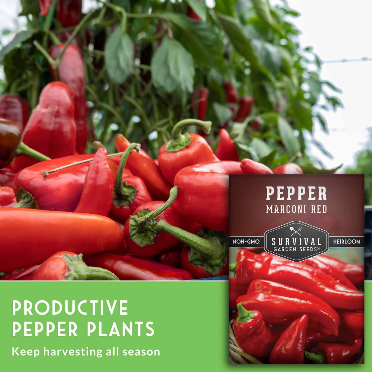 SURVIVAL GARDEN SEEDS Marconi pepper plants growing upright to 30 inches