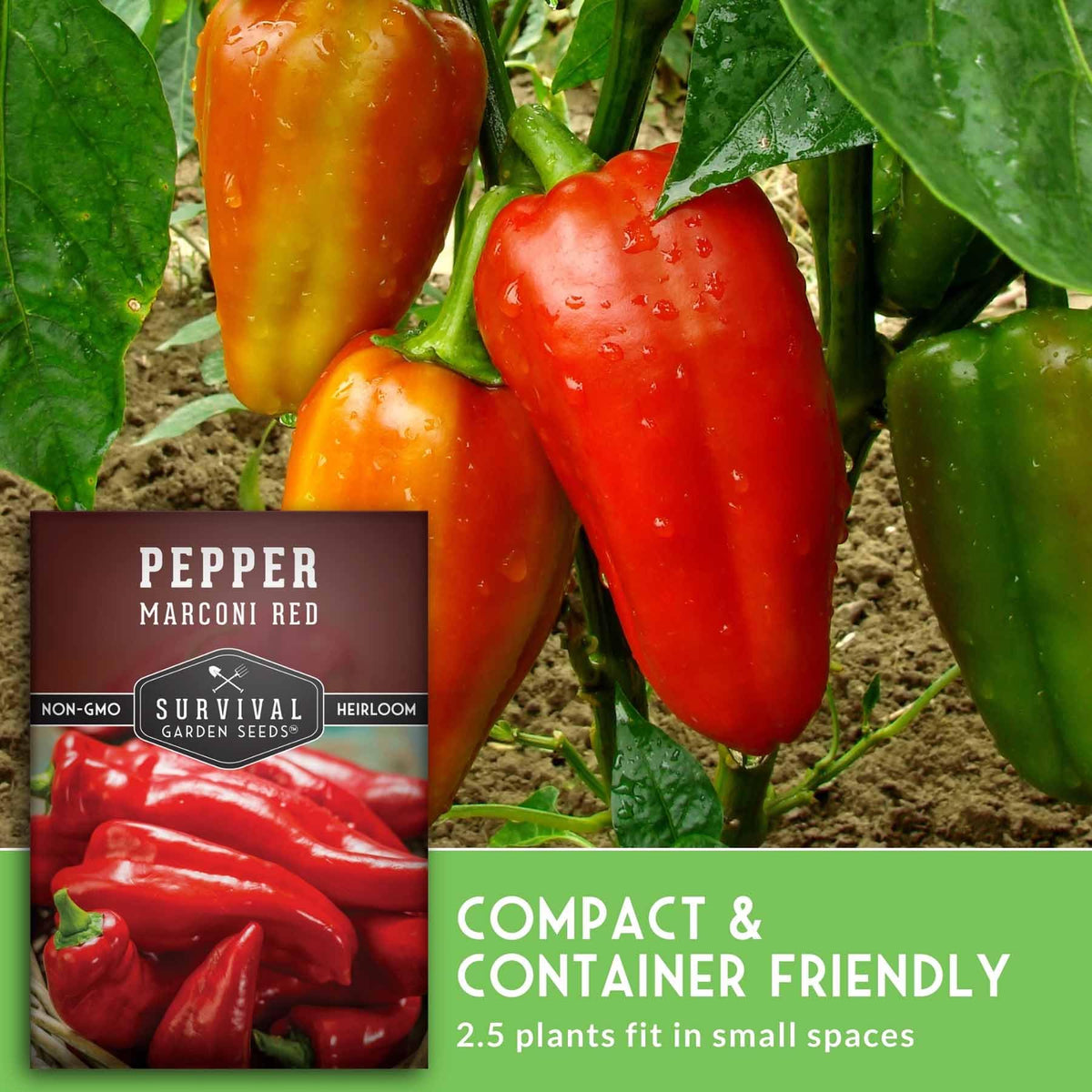 SURVIVAL GARDEN SEEDS Marconi red peppers thriving in sun-drenched garden bed
