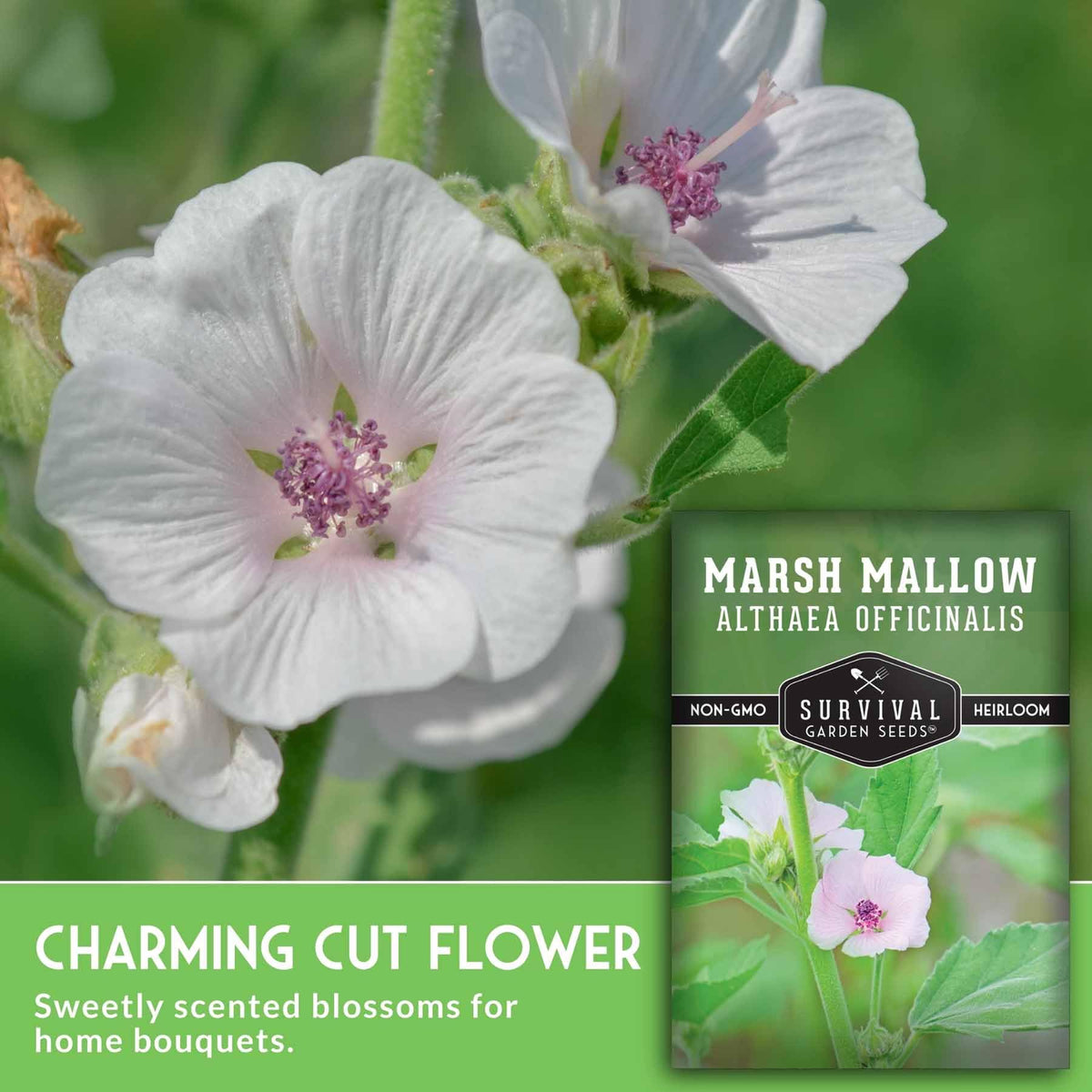 Survival Garden Seeds marshmallow plant in a garden bed, hardy perennial.