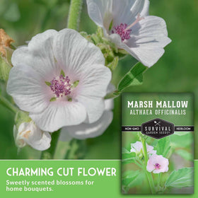 Survival Garden Seeds marshmallow plant in a garden bed, hardy perennial.