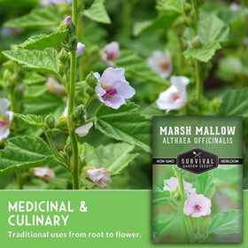 Survival Garden Seeds marshmallow in pot, compact herb gardening.