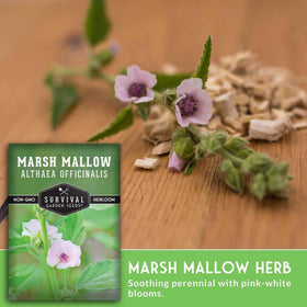 Survival Garden Seeds marshmallow seedling germination in moist soil.