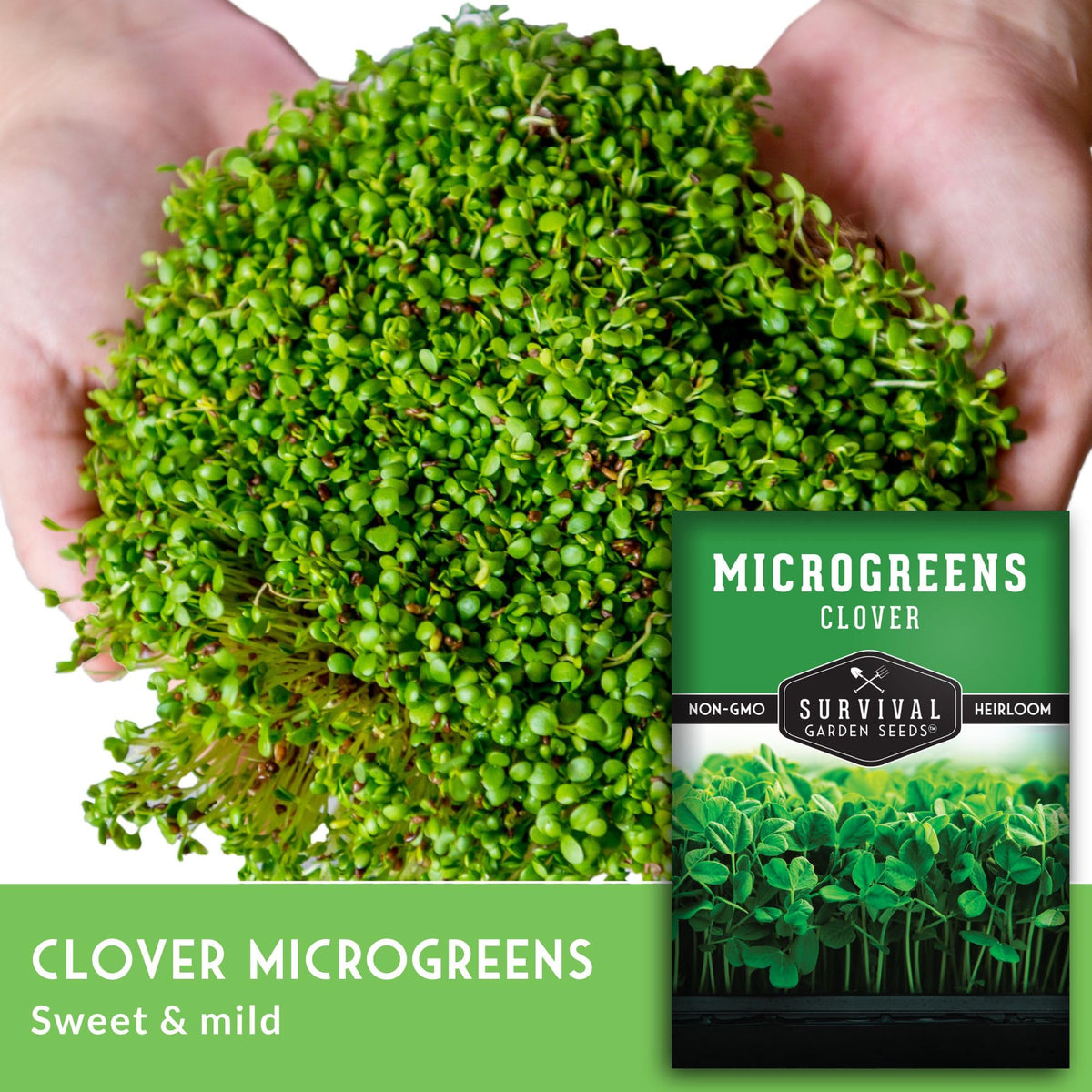 Survival Garden Seeds microgreen tray indoors, beginner-friendly growth.