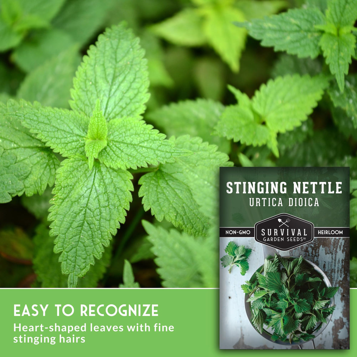 SURVIVAL GARDEN SEEDS nettle as barrier crop in beds, soil benefits