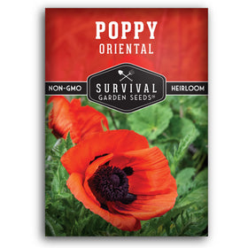 Survival Garden Seeds Oriental Poppy bloom cluster brightens garden borders.