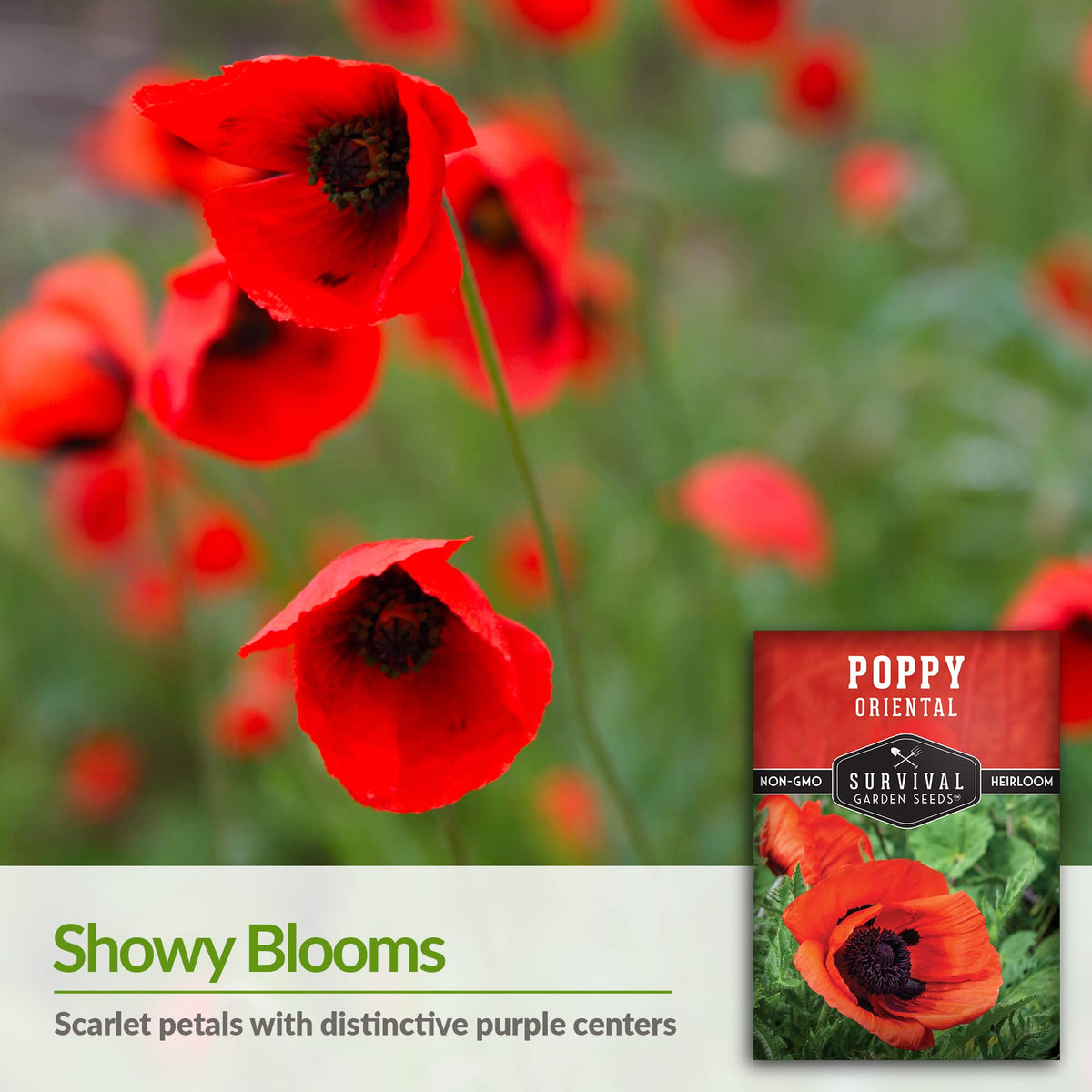 Survival Garden Seeds tall stems rise in sunlit beds.