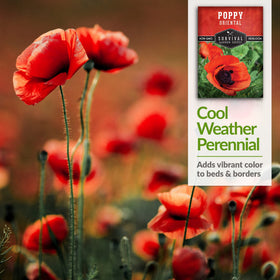 Survival Garden Seeds crepe-paper petals add elegant texture to beds.