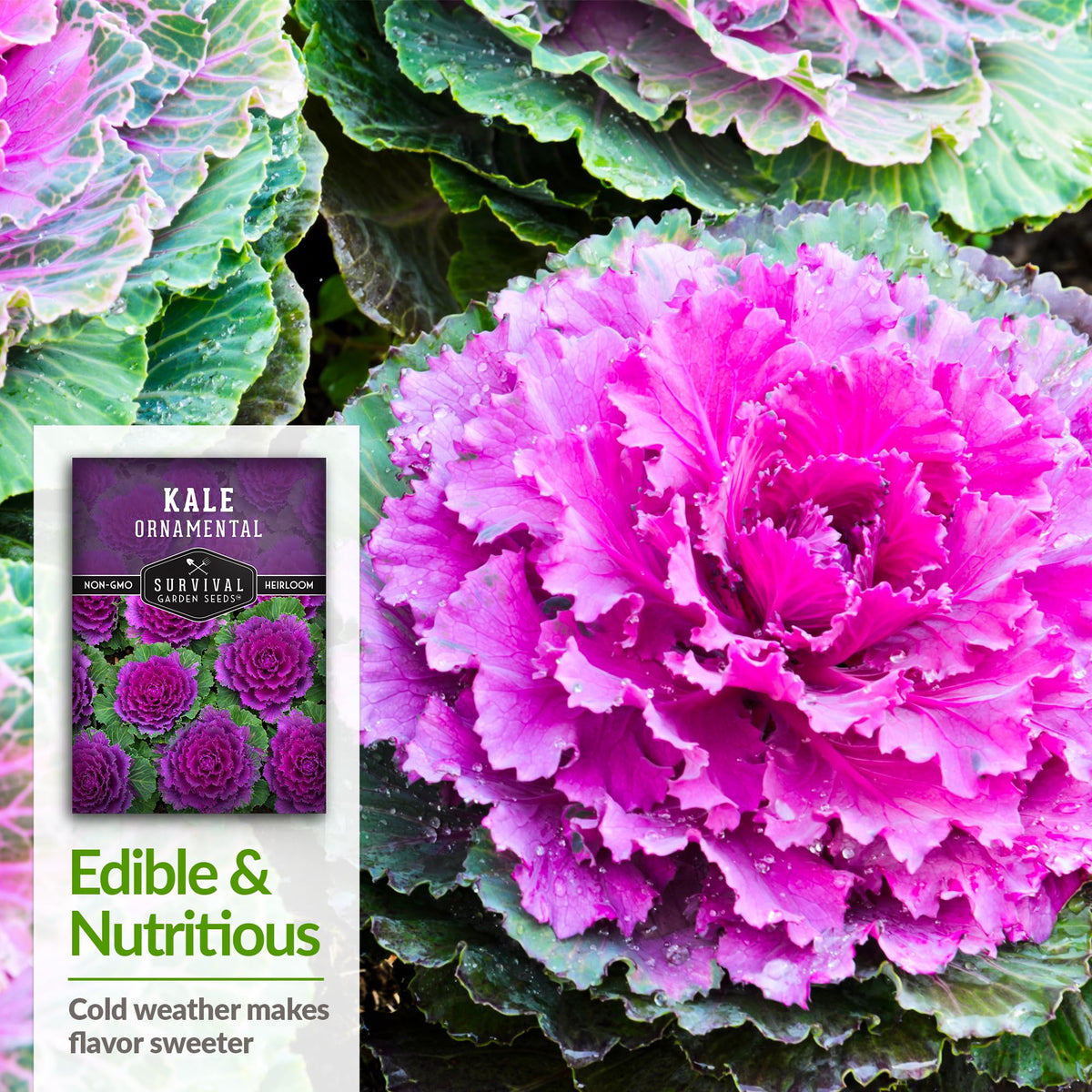 SURVIVAL GARDEN SEEDS ornamental kale container display adds color