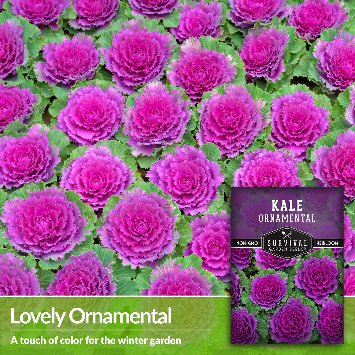 SURVIVAL GARDEN SEEDS ornamental kale frost-boosted colors in the garden