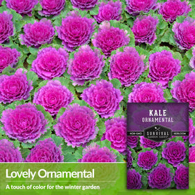 SURVIVAL GARDEN SEEDS ornamental kale frost-boosted colors in the garden