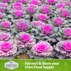 SURVIVAL GARDEN SEEDS ornamental kale mass planting for bold rows