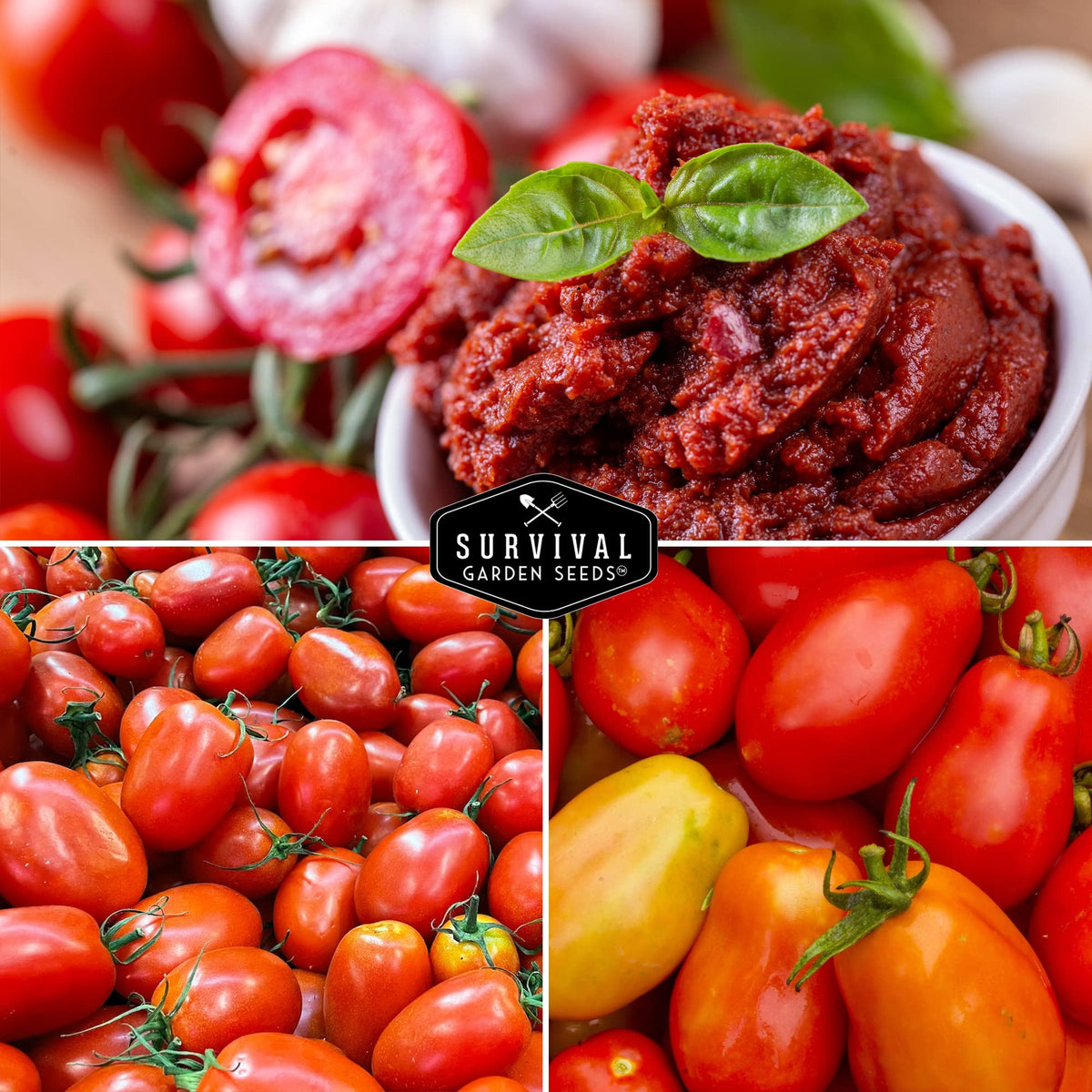 Survival Garden Seeds paste tomato San Marzano meaty fruit close-up on the vine.