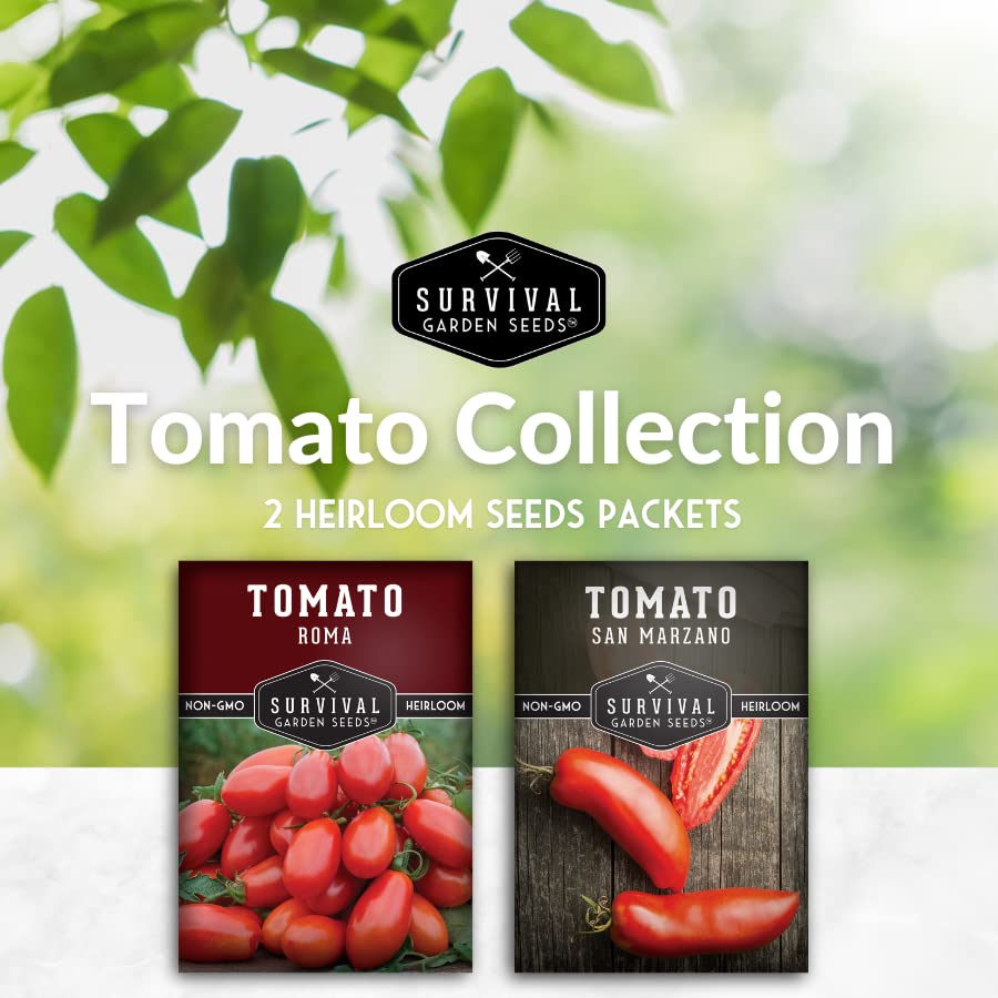 Survival Garden Seeds paste tomato San Marzano ripe fruit on the vine, perfect for canning.