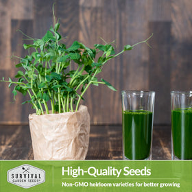 Survival Garden Seeds pea microgreens growing tray with lush green shoots.