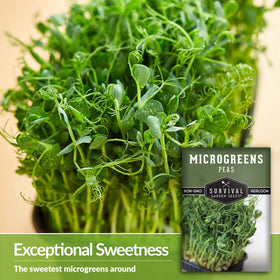 Survival Garden Seeds pea microgreens harvest-ready shoots after 8–10 days.