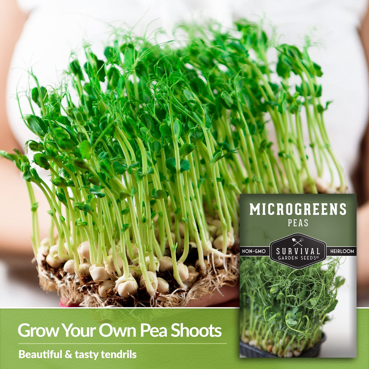 Survival Garden Seeds pea microgreens on a sunny windowsill with thriving greens.
