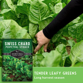 Survival Garden Seeds Perpetual Spinach provides cut-and-come-again greens.