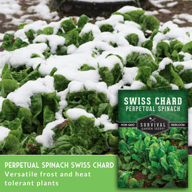 Survival Garden Seeds Perpetual Spinach leaves offer spinach-like flavor.
