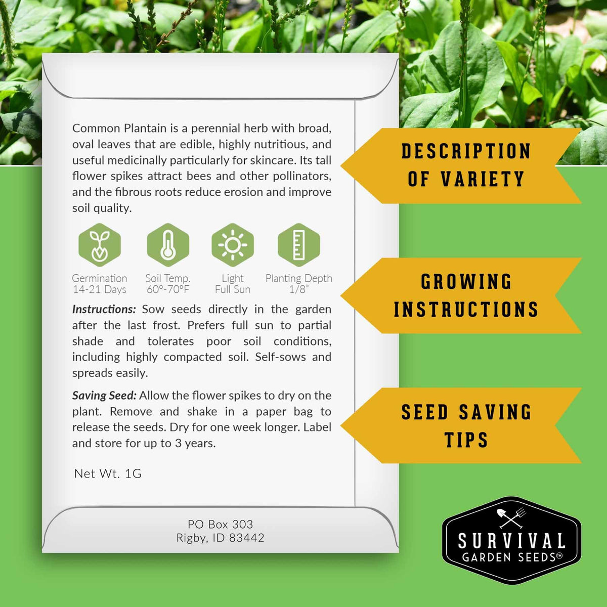 Survival Garden Seeds Plantain seeds germination stage hints at resilient garden perennial