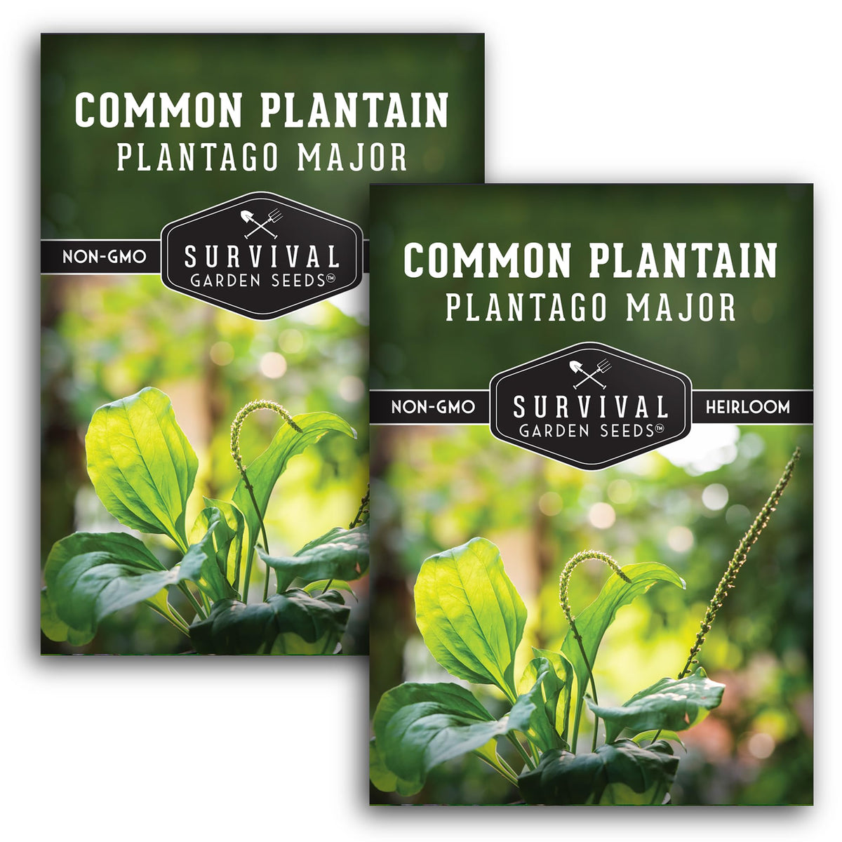 Survival Garden Seeds Plantain seeds leaf closeup shows broad edible greens for fresh salads
