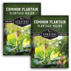 Survival Garden Seeds Plantain seeds leaf closeup shows broad edible greens for fresh salads