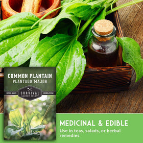 Survival Garden Seeds Plantain seeds open-pollinated heirloom variety preserves genetics