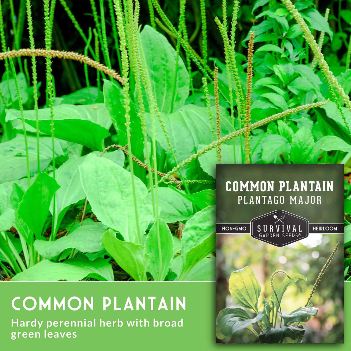 Survival Garden Seeds Plantain seeds seed spike demonstrates tall flowering stalks for seed saving