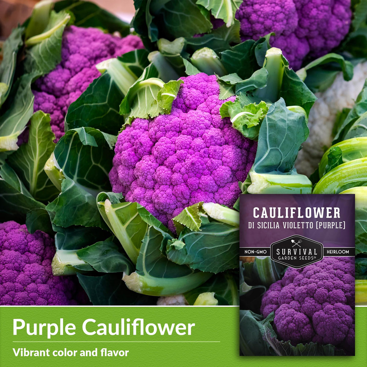 SURVIVAL GARDEN SEEDS Violetto di Sicilia thriving in raised bed, ideal for compact or balcony gardens.