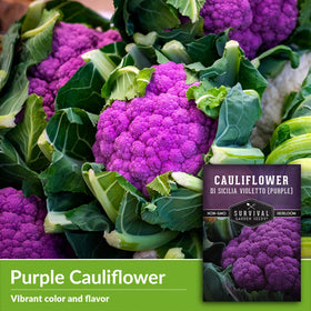 SURVIVAL GARDEN SEEDS Violetto di Sicilia thriving in raised bed, ideal for compact or balcony gardens.