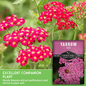 SURVIVAL GARDEN SEEDS pollinator-friendly-yarrow attracts bees and butterflies.