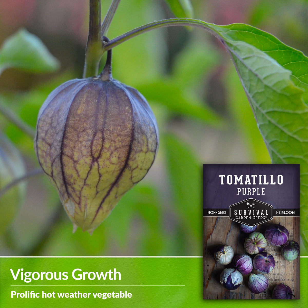 SURVIVAL GARDEN SEEDS purple tomatillo flowers in bloom, promising a bountiful harvest
