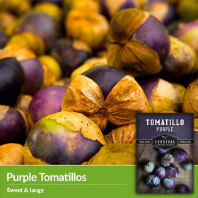 SURVIVAL GARDEN SEEDS purple tomatillo husk drying signals harvest readiness