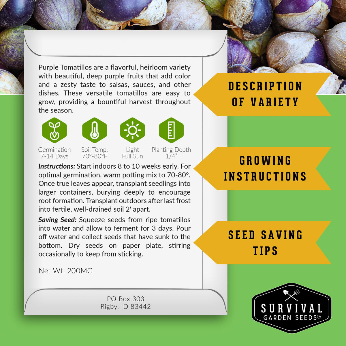 SURVIVAL GARDEN SEEDS purple tomatillo plant with healthy branches ready for harvest