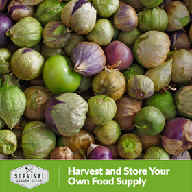 SURVIVAL GARDEN SEEDS purple tomatillo rows in a well-tuned garden bed