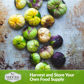 SURVIVAL GARDEN SEEDS purple tomatillo vine basking in sun for vigorous growth