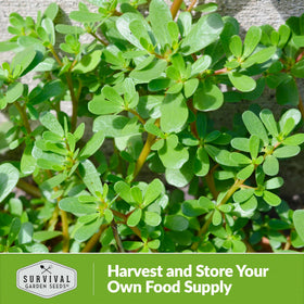SURVIVAL GARDEN SEEDS purslane hot-dry tolerance thrives in warm sun