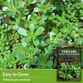 SURVIVAL GARDEN SEEDS purslane leaves close-up—tangy, nutrient-dense greens ready to harvest