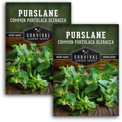 SURVIVAL GARDEN SEEDS purslane patch closeup showing nutrient-rich greens for meals