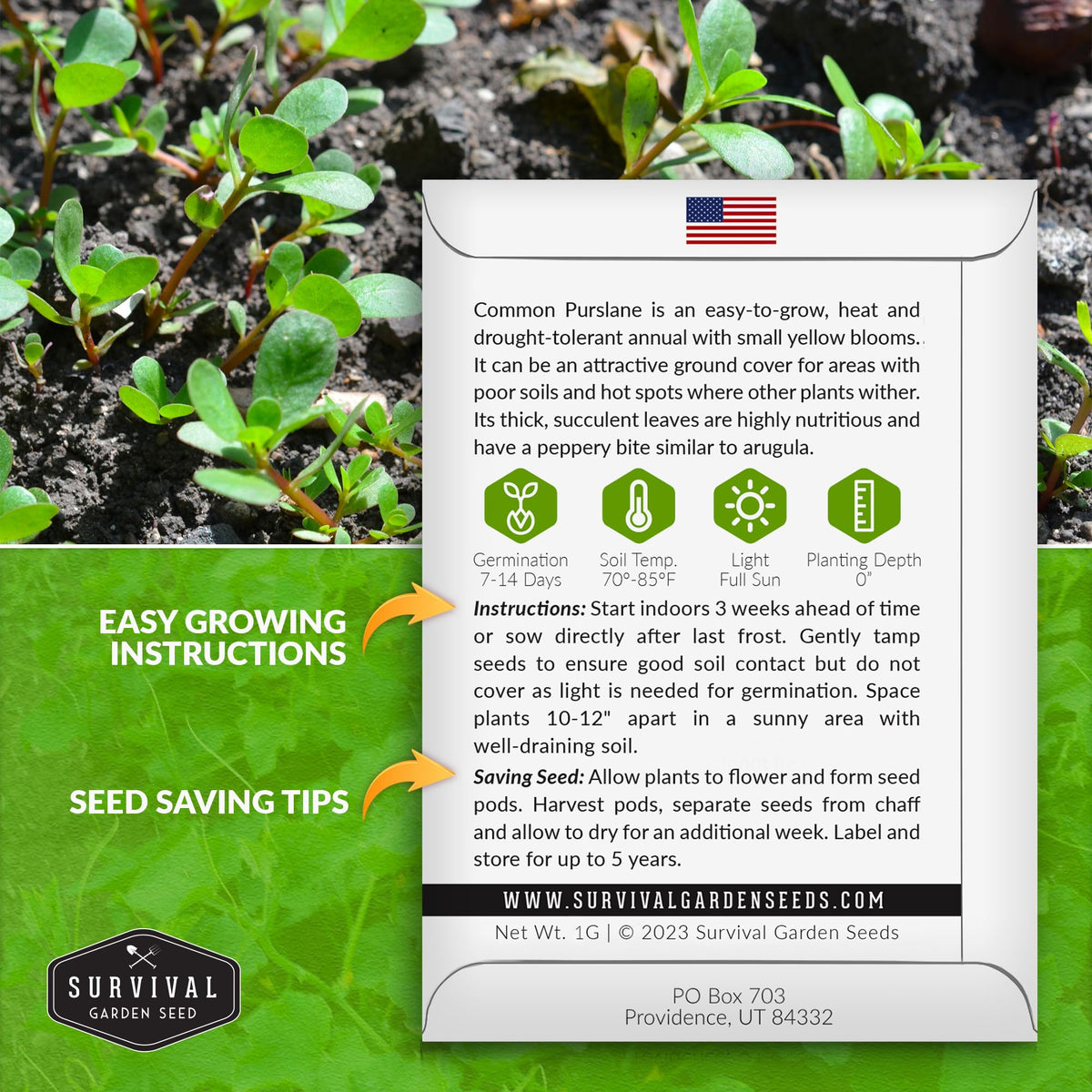 SURVIVAL GARDEN SEEDS purslane plants thriving in a sunny bed for fresh greens