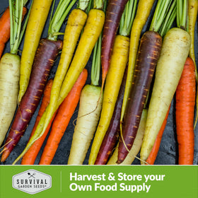 SURVIVAL GARDEN SEEDS Rainbow Carrot Seeds – mixed colors for a colorful garden bed and plate.