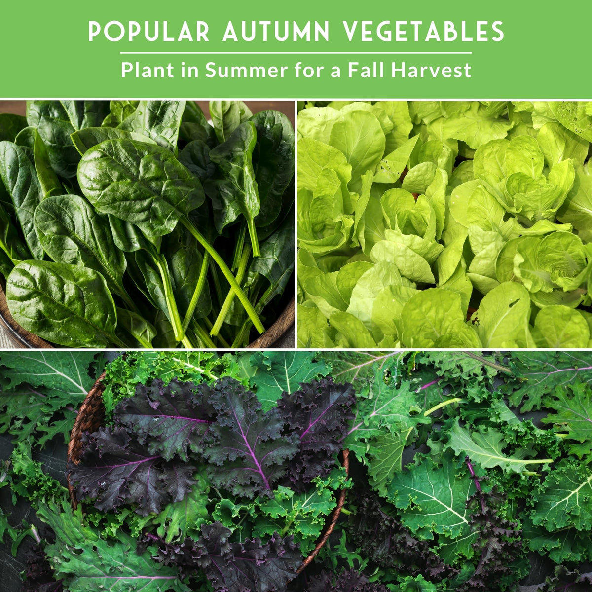 SURVIVAL GARDEN SEEDS raised-bed compatible seeds ideal for containers.