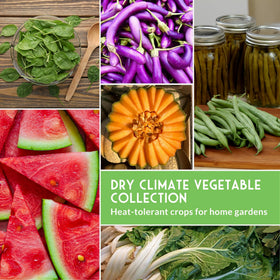 Red Russian Kale from Survival Garden Seeds crisp greens for summer.