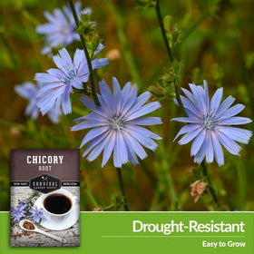 Survival Garden Seeds Root Chicory green leaves for salads.