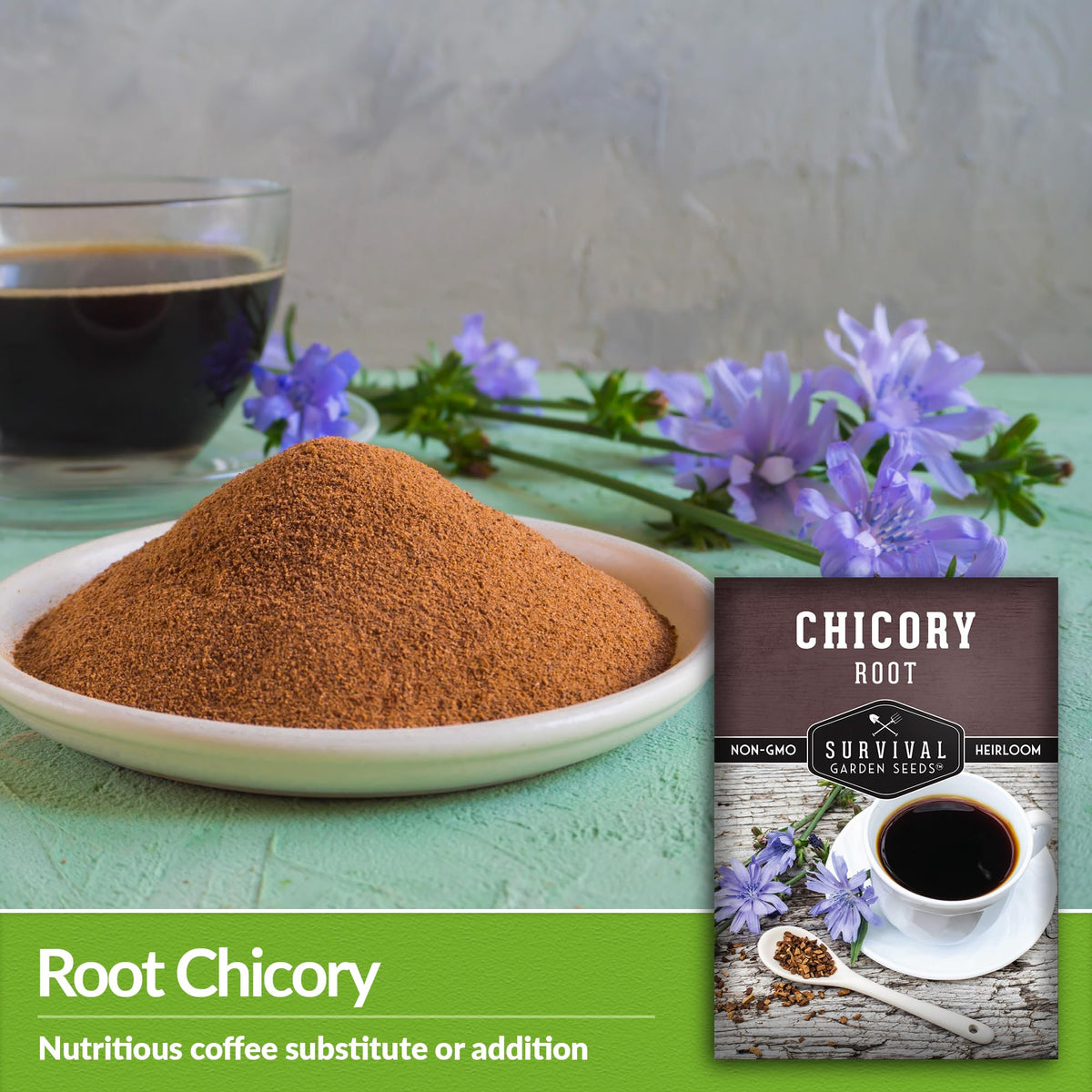 Survival Garden Seeds Root Chicory seedlings ready for transplant.
