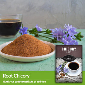 Survival Garden Seeds Root Chicory seedlings ready for transplant.