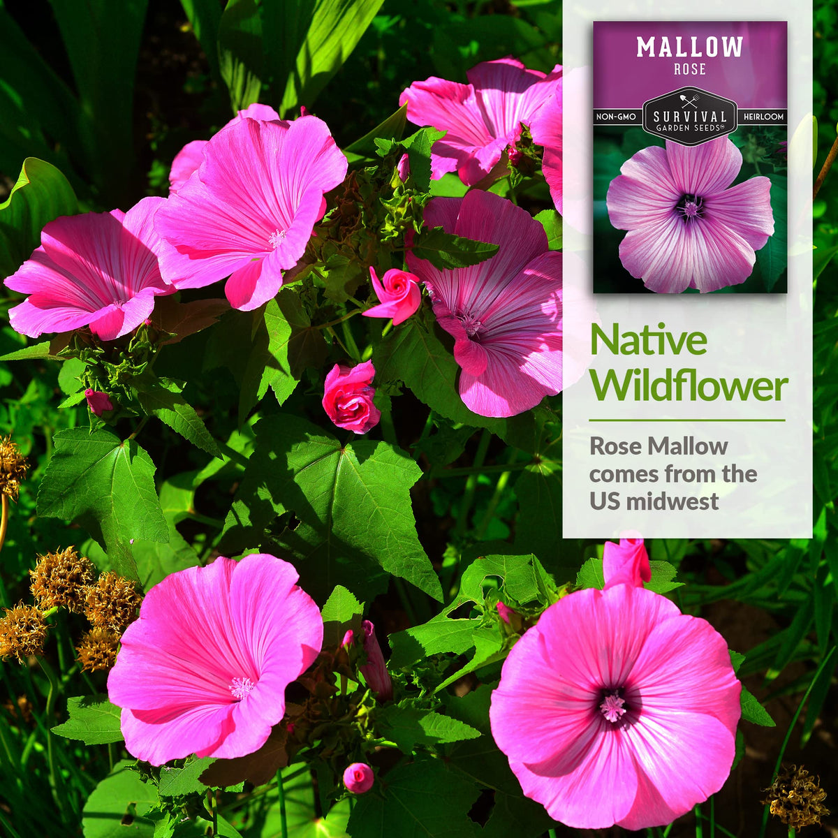 SURVIVAL GARDEN SEEDS Rose Mallow flowers on display add lush summer color.