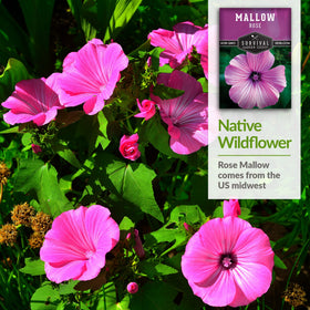 SURVIVAL GARDEN SEEDS Rose Mallow flowers on display add lush summer color.