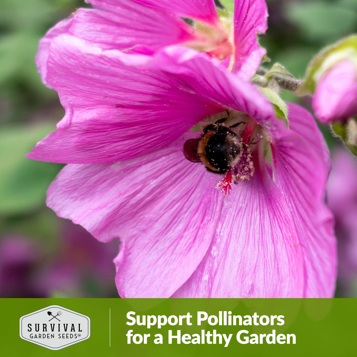 SURVIVAL GARDEN SEEDS Rose Mallow seed packet supports easy start.