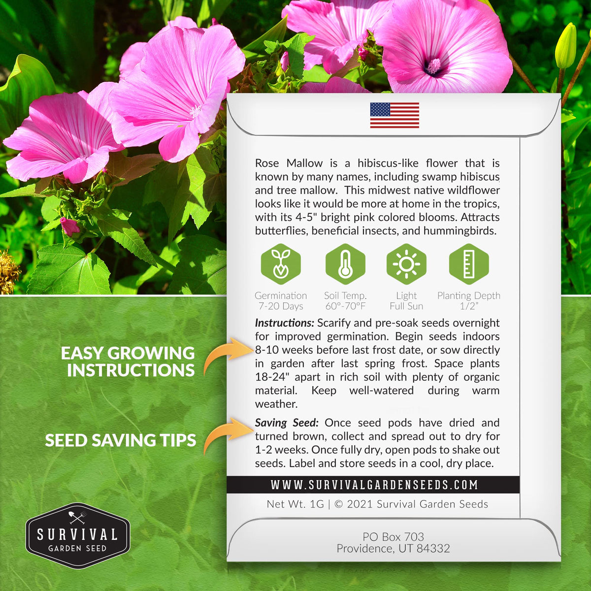 SURVIVAL GARDEN SEEDS Rose Mallow seedling under sun brightens borders.