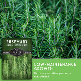 Survival Garden Seeds rosemary dried leaves ready for kitchen aromatics.